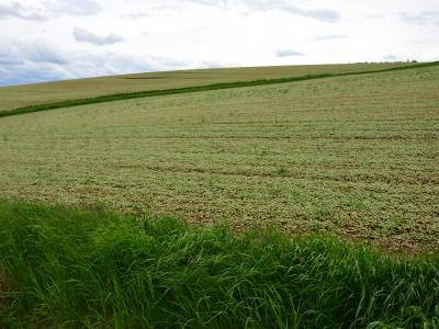 Ackerflächen mit ausgeprägter Hangneigung sowie -länge südwestlich von Oberleiterbach, auf welchen häufig Mais auf Mais angebaut wird. Hierdurch entsteht eine sehr hohe Bodenerosion.