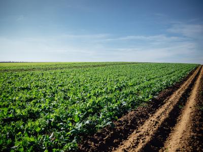 Ein Feld mit Kartoffeldämmen - rechts blank, links mit verschiedenen, ca. 30 cm hohen Zwischenfrüchten bestanden