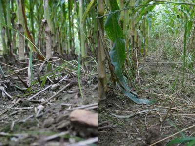 Erste Versuche - Untersaaten im Mais. Hier noch keine hohe Biomasse, aber erfolgreich etabliert.