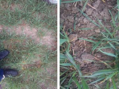 Bereits im Frühjahr wurde die Wirkung des Striegeleinsatzes ausprobiert.  Links: Vorher, Verkrustungen der Bodenoberfläche im Dinkel. Rechts: Nachher, Bodenoberfläche mit dem Striegel aufgebrochen.