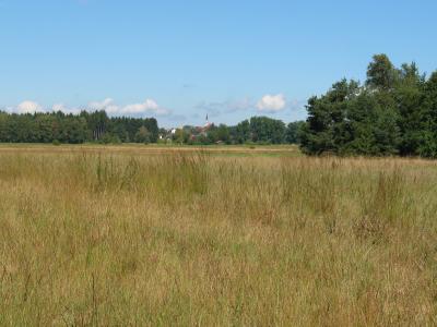 im Haarmoos: im Vordergrund eine Wiesenbrüterfläche im Hintergrund Leobendorf