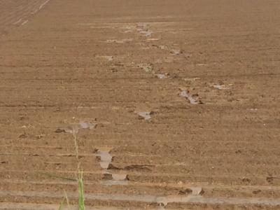 durchgerissene Kartoffeldämme nach einem Frühjahrsregen, Bild: Krausenecker