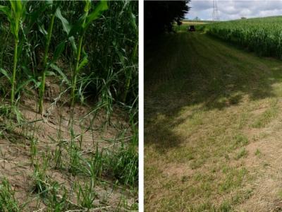 Aus dem Feld ausgetragener Boden (Erosionsrinnen, linkes Bild) wird auf dem Grasstreifen am Feldrand zurückgehalten (rechts).