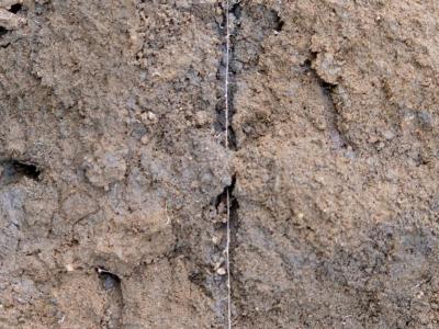Im Bodenprofil wird sichtbar, wie die Maiswurzeln den Regenwurmröhren folgen. Die Röhre ist dunkler als der umgebende Boden - ein Zeichen für Humusanreicherung.