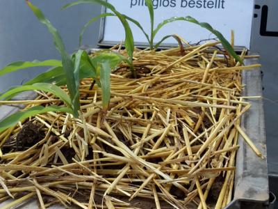 Mais mit Mulch ermöglicht hohe Infiltrationsraten