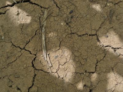 Foto: auf dem Boden des Maisfeldes liegen Samenkörner